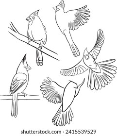 Set of red cardinal bird drawing in different poses- Sitting and flying Red Cardinal Bird icons isolated on white background. Hand drawn Vector illustration Silhouette