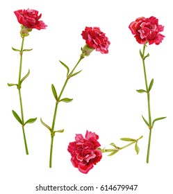 Set of red carnation schabaud flower, green stem, leaves on white background, collection for Mother's Day, victory day, digital draw, vintage illustration, vector