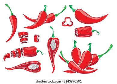 Set of Red Chili Pepper vector illustration. Vegetable engraved object style. Isolated spicy Vegetarian food drawings. Paprika market.