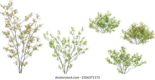 set of Red chokeberry trees on transparent background, 3D rendering