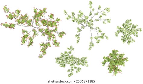 set of Red chokeberry trees on transparent background, 3D rendering,top view