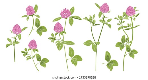 
Set of red clovers. Variety of  flowers on a white background. Hand draw colorful images of plants.Vector floral clipart.
