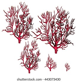 Set of red coral isolated on a white background. Vector illustration.