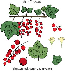 Set with red currant. Berries, flowers, leaves, branch with red currant berries and leaves. Vector illustration. Objects isolated, on white background