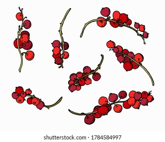 Set of red currant berries. White background, isolator. Cartoon style. Stock illustration.