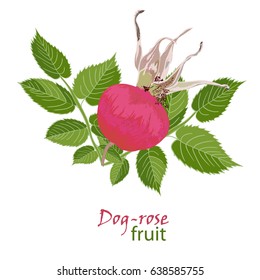 Set red flowers of rose with leaves and fruit in realistic hand-drawn style Vector illustration.