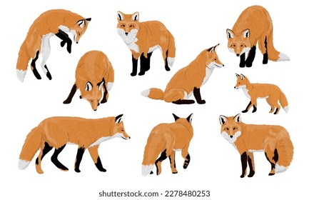 Set of red foxes Vulpes vulpes. Common foxes and their cubs walk, sit, stand and hunt. Realistic vector carnivorous animal