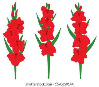 Set of red gladiolus flowers vector spring botanical illustration