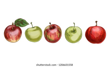 Set of red and green apples isolated on white background. Juicy fruits of the autumn harvest. Vector illustration