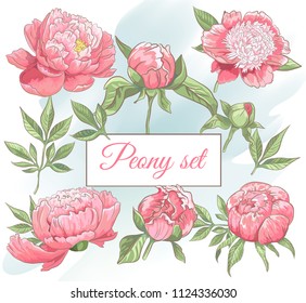 Set of red hand drawn peony flowers, bud, leaves,  sketch style. Vector illustration isolated on white background