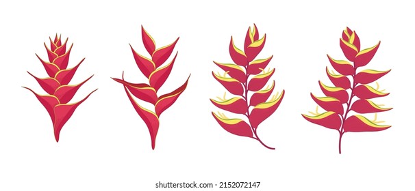 Set of red heliconia blooming flowers illustration.