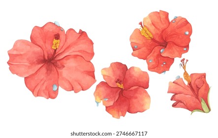 Set of Red Hibiscus Flower with Water Droplets. Watercolor illustration.
