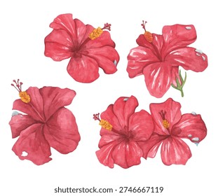 Set of Red Hibiscus Flower with Water Droplets. Watercolor illustration.