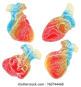 Set of red human hearts with aorta, veins and arteries isolated on white background. For cardiology or medical design. Hand drawn flesh tattoo concept. Vector.