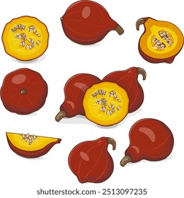 Set of Red Kuri squash. Climbing Onion squash, Potimarron squash. Winter squash. Cucurbita maxima. Vegetables. Clip art. Isolated vector illustration.