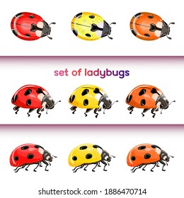 Set of red ladybug isolated on white. Multicolored beetles. Vector illustration.