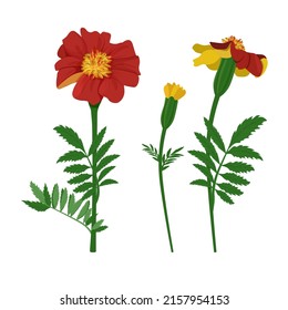 Set of red Marigold flowers isolated on white background. Vector illustration