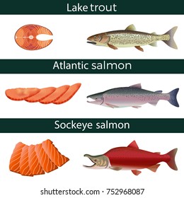 2,671 Atlantic salmon Stock Illustrations, Images & Vectors | Shutterstock