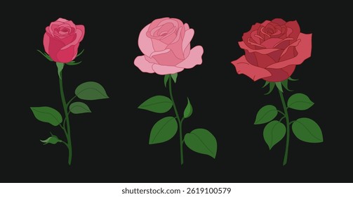 Set of red and pink roses with stem and leaves. Beautiful decorative plants. Hand drawn vector illustration isolated on black background. Flat cartoon style.