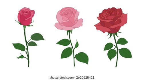 Set of red and pink roses with stem and leaves. Beautiful decorative plants. Hand drawn vector illustration isolated on white background, modern flat cartoon style.