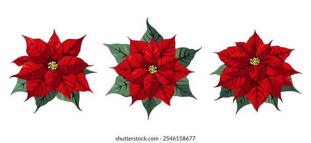 A set of red poinsettia flowers on a white background. Christmas decor. Vector illustration.
