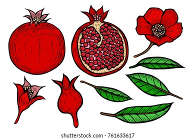 Set of Red Pomegranate fruit, berry and flowers. Engraved hand drawn vintage retro