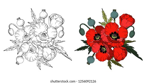 Set of Red poppies isolated on white background and black and white copy for coloring book, vector illustration