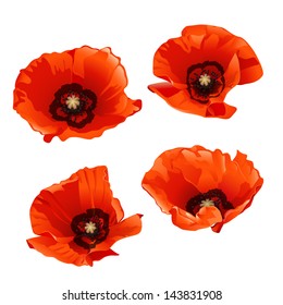 Set of red poppies isolated on white background. Vector illustration