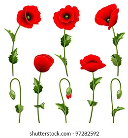 Set from red poppies on the white background