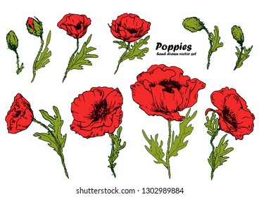 Set of red poppy flowers. Hand drawn vector illustration. Isolated elements for design.