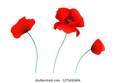 Set of red poppy flowers. Vector illustration