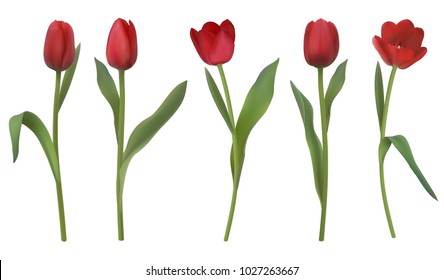 Set of red realistic vector tulip flowers. Elements of flower decor for a greeting card women's day or mother's day. Buds and leaves of different shapes. Isolated on white background.