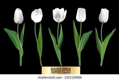 Set of red realistic vector tulip flowers. Elements floral decor for a greeting card women day or mother day. Buds and leaves of different shapes. Isolated on black background. 3d illustration