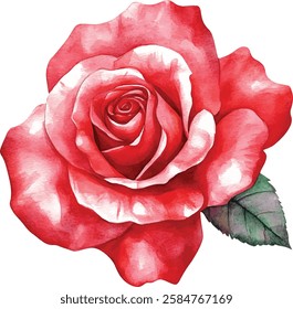 Set red rose, beautiful flower on isolated white background, watercolor vector illustration, botanical painting
