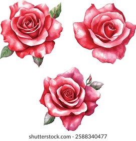 Set red rose, beautiful flower on isolated white background, watercolor vector illustration, botanical painting

