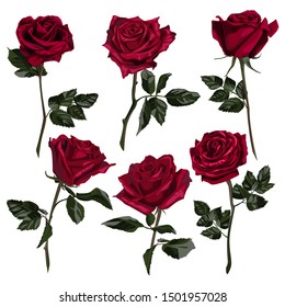 Set of red rose flower with leaves.