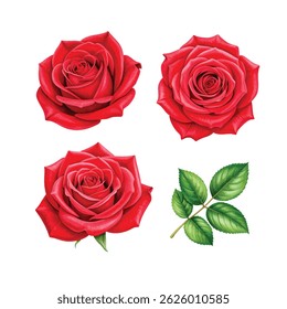 Set red rose watercolor, beautiful flower on an isolated white background