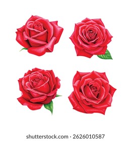 Set red rose watercolor, beautiful flower on an isolated white background