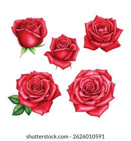 Set red rose watercolor, beautiful flower on an isolated white background