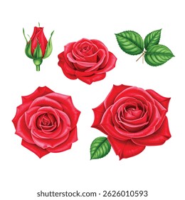 Set red rose watercolor, beautiful flower on an isolated white background