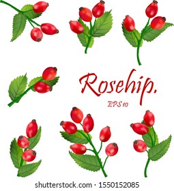 Set of red rosehip berries on branches with green leaves. Medicinal plants. natural christmas decoration. Eps 10