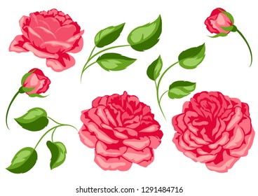 Set of red roses. Beautiful decorative flowers, buds and leaves.