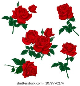 Set of red roses isolated on white background. Vector illustration.