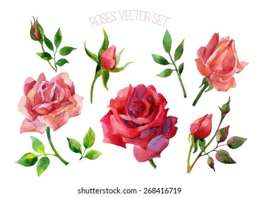 Set of red roses isolated on white background. Hand painted illustration