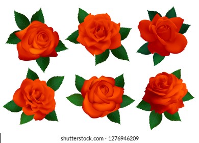Set of red roses on a white background. Isolated vector flowers.