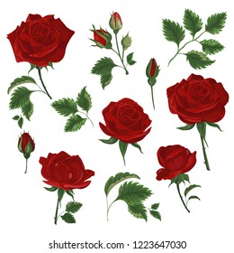 Set of red roses, rose buds and leaves on white background