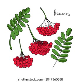 Set Red Rowan Tree. Isolated elements of Rowanberry or ashberry. Leaves and cluster of Sorbus berry. Brunch of sorb