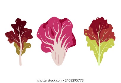 Set of red Salad leaves. Radicchio, Lolo Rosso, red coral Lettuce leaves. Popular culinary element for cooking, healthy eating. Vector illustration isolated on white background.