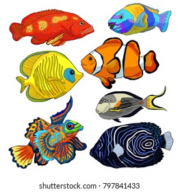 set red sea fish Arabian surgeon Sohail, Mandarin, Fish parrot  vector illustration
