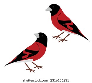 Set of Red siskin bird. Spinus cucullatus isolated on white background. Genus of passerine birds in the finch family. Small endangered finch. Red and black. Vector illustration.